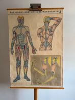 Van Goor’s anatomische wandplaten 2, Ophalen of Verzenden, Natuur en Biologie