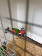 Lories vande blauwe bergen, Dieren en Toebehoren, Vogels | Parkieten en Papegaaien, Meerdere dieren, Parkiet