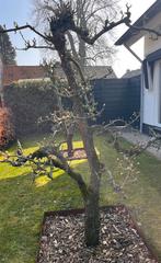 Oude perenbomen, Ophalen, Halfschaduw, Overige soorten