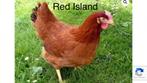 Legkippen hennen te koop, Vrouwelijk, Kip