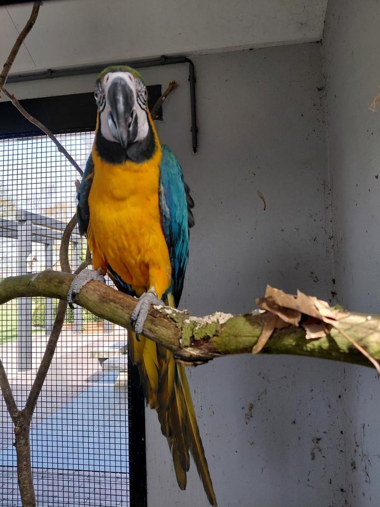 Blauwgele Ara papagaai, Dieren en Toebehoren, Vogels | Parkieten en Papegaaien, Mannelijk, Papegaai