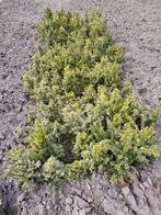 Taxus Baccata geel-bont, Tuin en Terras, Planten | Struiken en Hagen, Ophalen, Taxus, Minder dan 100 cm