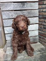 labradoodle pup, Dieren en Toebehoren, Honden | Retrievers, Spaniëls en Waterhonden, 8 tot 15 weken, Meerdere, Nederland, Particulier