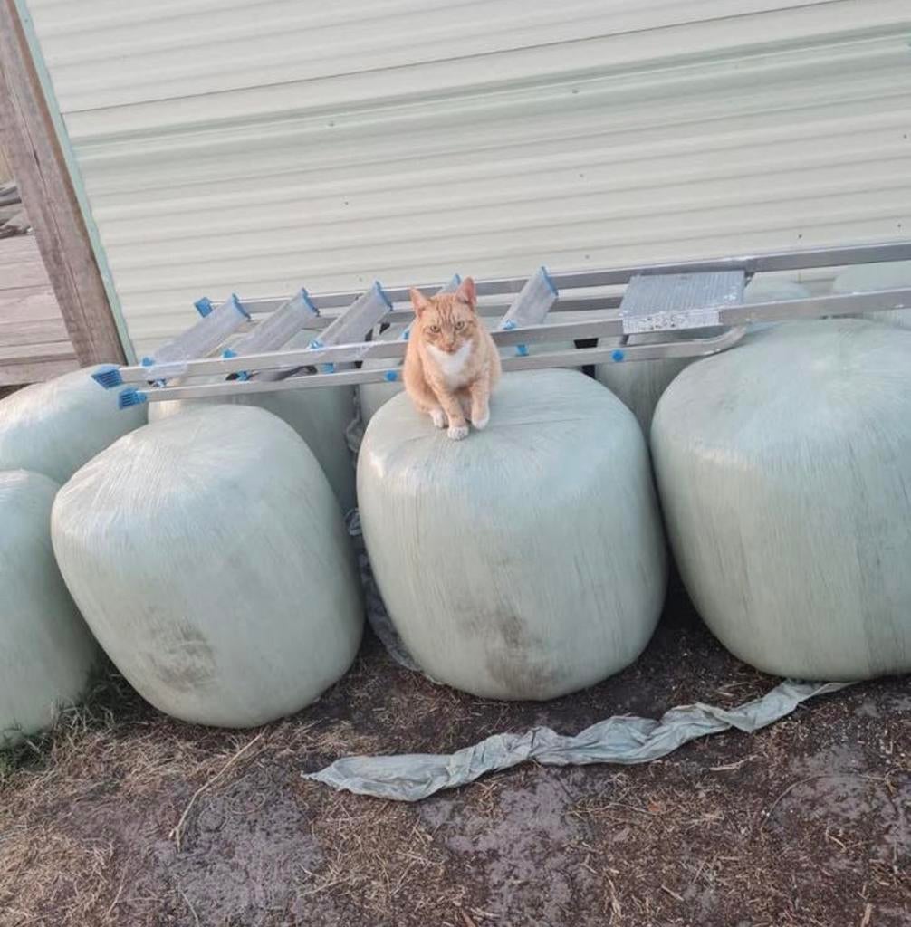 Maisbalen / MPB-mix – Direct beschikbaar – Levering mogelijk, Dieren en Toebehoren, Ophalen of Verzenden, Vee