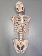 Anatomisch skelet skelet schedel, romp, wervelkolom, bekken., Ophalen