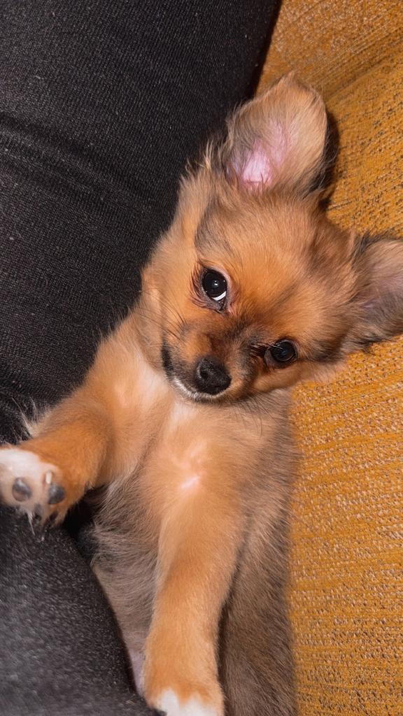 Kleine Pomeriaan X Pappilon, Dieren en Toebehoren, Honden | Chihuahua's en Gezelschapshonden, 15 weken tot 1 jaar, Overige rassen