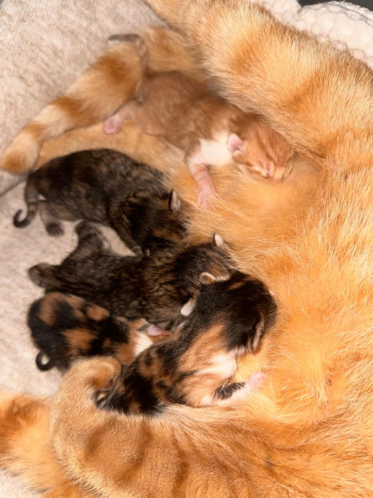 Kruising kittens, Dieren en Toebehoren, Geslacht onbekend