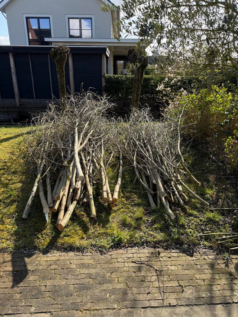 Gratis wilgentakken, 4-5 meter lang, Ophalen, Volle zon, Overige soorten, 400 cm of meer