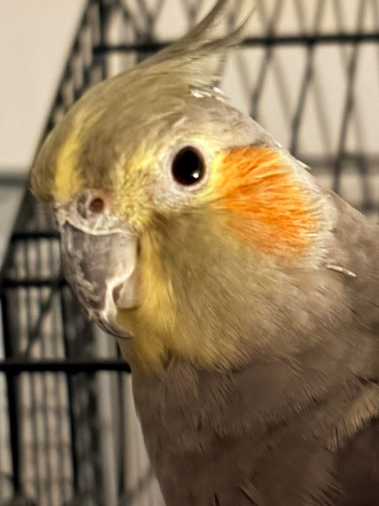 GEZOCHT: partner voor onze valkparkiet, Dieren en Toebehoren, Vogels | Parkieten en Papegaaien, Vrouwelijk, Parkiet