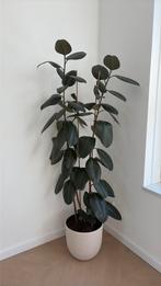 Ficus kamerplant inclusief pot, Ophalen, Ficus, Halfschaduw, Minder dan 100 cm
