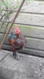 Sabelpootkrielhaan, Dieren en Toebehoren, Vogels | Overige Vogels, Mannelijk, Tam