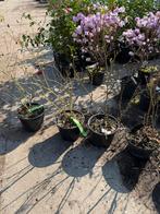 Rozen struikjes div kleuren komen 16/3 binnen, Ophalen, Overige soorten, Struik, Minder dan 100 cm