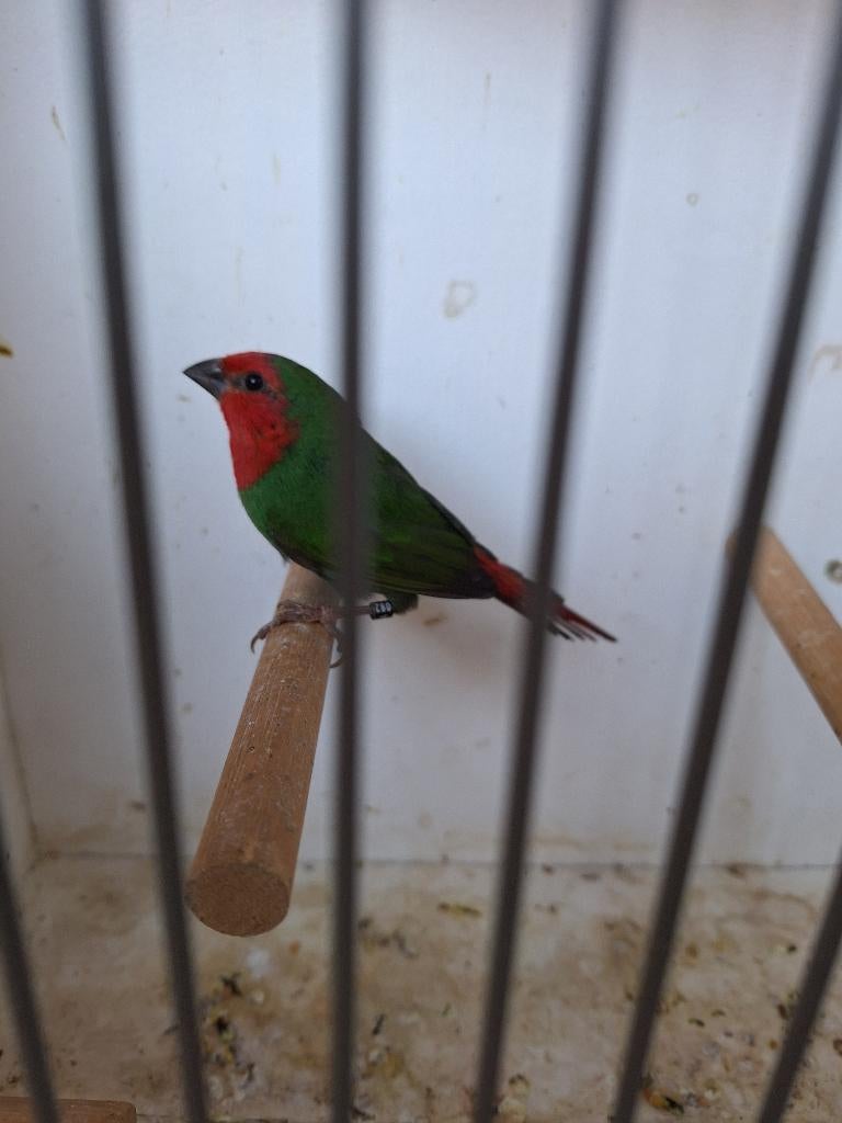 Roodkoppapegaaiamadine (man), Mannelijk, Tropenvogel, Geringd