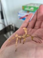 Australische flappentakken psg9, Dieren en Toebehoren, Spin of Schorpioen