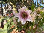 Roze Helleborus zaailingen 3 stuks €1,50, Ophalen of Verzenden