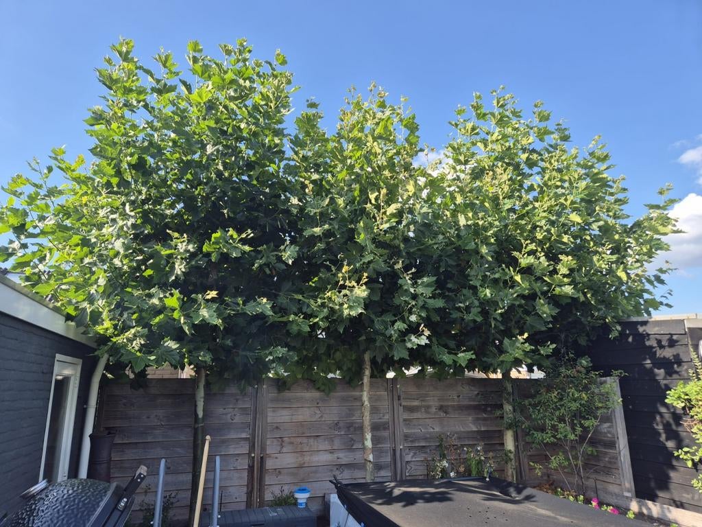 Leiboom Plataan, Tuin en Terras, Planten | Bomen, Overige soorten, Volle zon, Bloeit niet, Ophalen