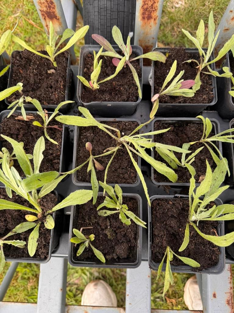 Korenbloem, Ophalen, Minder dan 100 cm, Overige soorten, Zomer