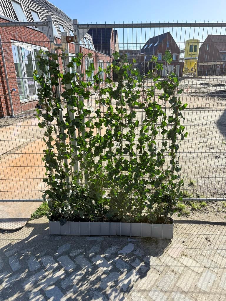 1 Kant-en-klare Hedera haag 180 cm x 120 cm, Tuin en Terras, Ophalen, Overige soorten, Haag, 100 tot 250 cm