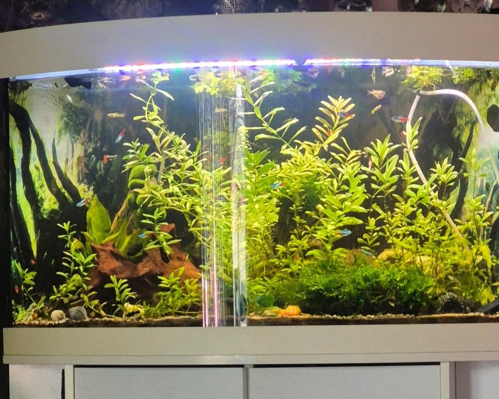 Vissen gezocht, Dieren en Toebehoren, Vis