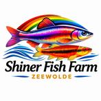 Roodbuik elritsen – Rainbow shiners – Yellow fin shiners |, Dieren en Toebehoren, Vis, Schoolvis