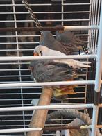 Zebravinken, Meerdere dieren