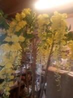 Weigelia boom kunstbloemen - 2.5 meter, Ophalen, Nieuw, Binnen