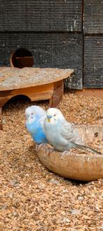 Grasparkieten, Dieren en Toebehoren, Vogels | Parkieten en Papegaaien, Mannelijk, Parkiet, Tam