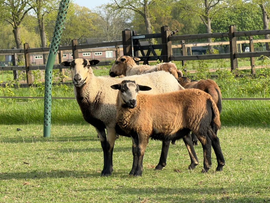 Maasduinen ruischapen, Mannelijk, Schaap
