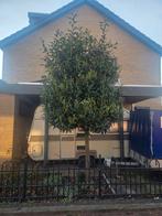 Gratis boom zelf uitgraven, Overige soorten, Lente, 250 tot 400 cm, Ophalen