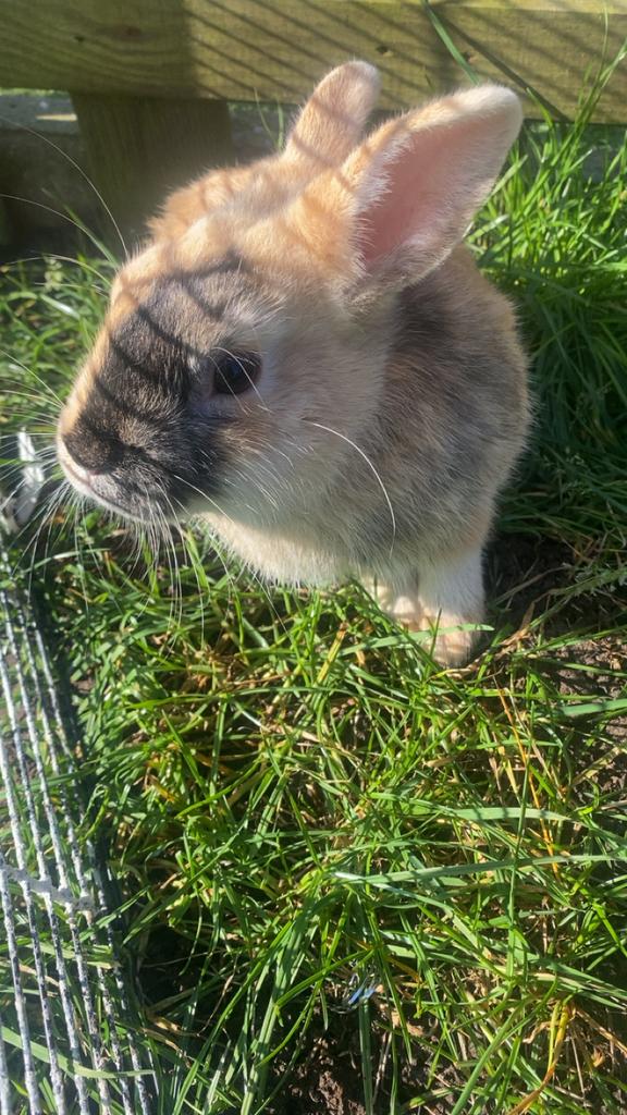 Konijn zo snel mogelijk ophalen, Dieren en Toebehoren, Konijnen, Mannelijk, Dwerg, 0 tot 2 jaar