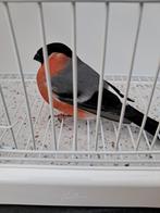 Goudvink te koop, Dieren en Toebehoren, Vogels | Overige Vogels, Mannelijk, Wildzangvogel