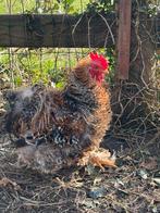 Knappe cochin kriel krul, Dieren en Toebehoren, Pluimvee, Mannelijk, Kip