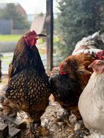 Brahma hanen goud-zwart, Dieren en Toebehoren, Pluimvee, Mannelijk, Kip