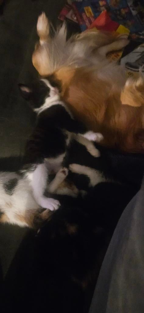 Kitten zwart wit kater, Dieren en Toebehoren, Katten en Kittens | Overige Katten, Kater