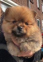 Prachtig Pomeriaan teefje, Dieren en Toebehoren, Keeshond, 8 tot 15 weken, Teef, Parvo