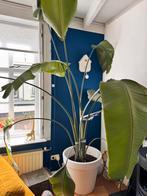 Strelitzia, Ophalen, Halfschaduw, 200 cm of meer