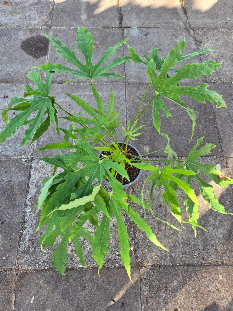 Fatsia polycarpa Green Fingers p21 (1), Ophalen of Verzenden, Halfschaduw, Minder dan 100 cm