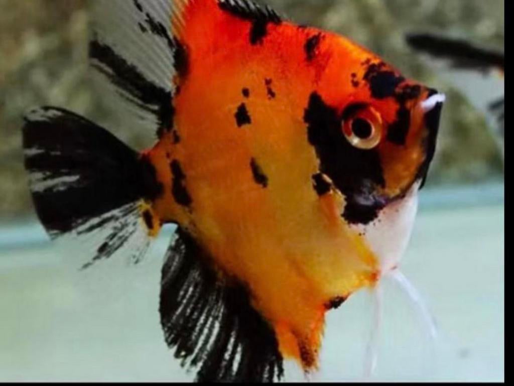 Red Devil Maanvissen, Dieren en Toebehoren, Vis