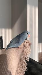 GEZOCHT tam forpus mannetje, Mannelijk, Tam