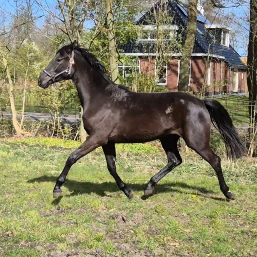 Prachtige KWPN Merrie voor de Dressuursport, geboren in 2024, Dieren en Toebehoren, Merrie, Met stamboom, Dressuurpaard, 0 tot 2 jaar