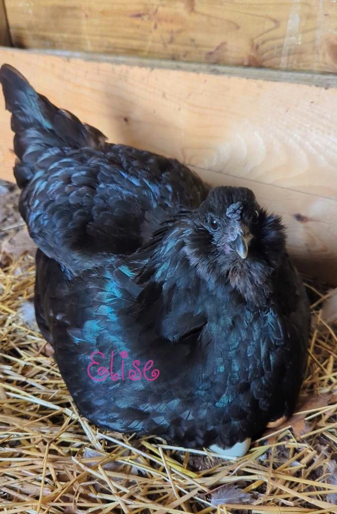 2 hennen olijfleggers donker groene eieren, Dieren en Toebehoren, Pluimvee, Kip, Vrouwelijk