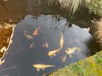 14 koi karpers, Dieren en Toebehoren, Vissen | Vijvervissen, Karper of Koi