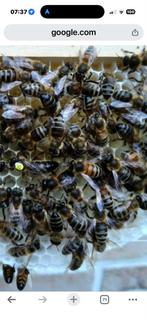 Carnica bijen volken op langstroth gezocht!, Bijen