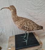 opgezette vogel, Ophalen of Verzenden, Zo goed als nieuw, Vogel, Opgezet dier