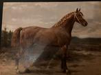 Paardenrassen Chromolithografie het Gelderlandsche paard, Ophalen of Verzenden