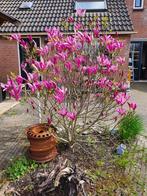 Magnolia Susan - Prachtige Sierboom, Overige soorten, Lente, 100 tot 250 cm, Ophalen