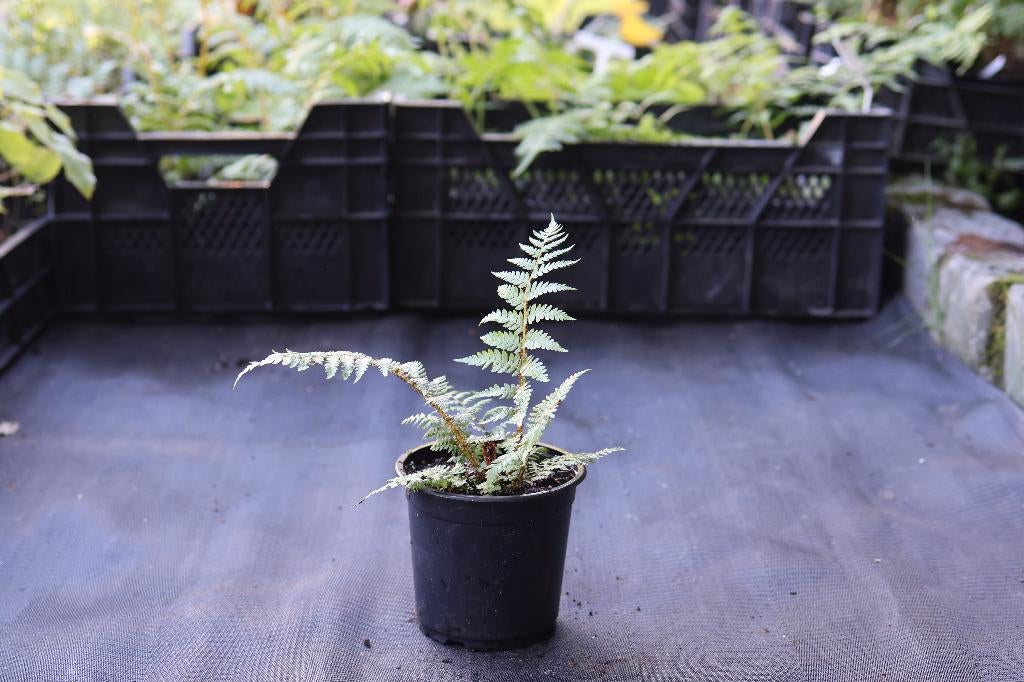 Diverse boomvarens te koop, Overige soorten, Vaste plant, Ophalen of Verzenden, Bloeit niet