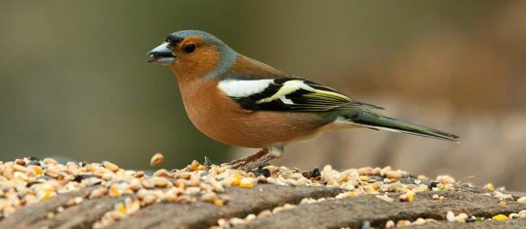 Botvink man te koop, Dieren en Toebehoren, Mannelijk, Wildzangvogel, Geringd