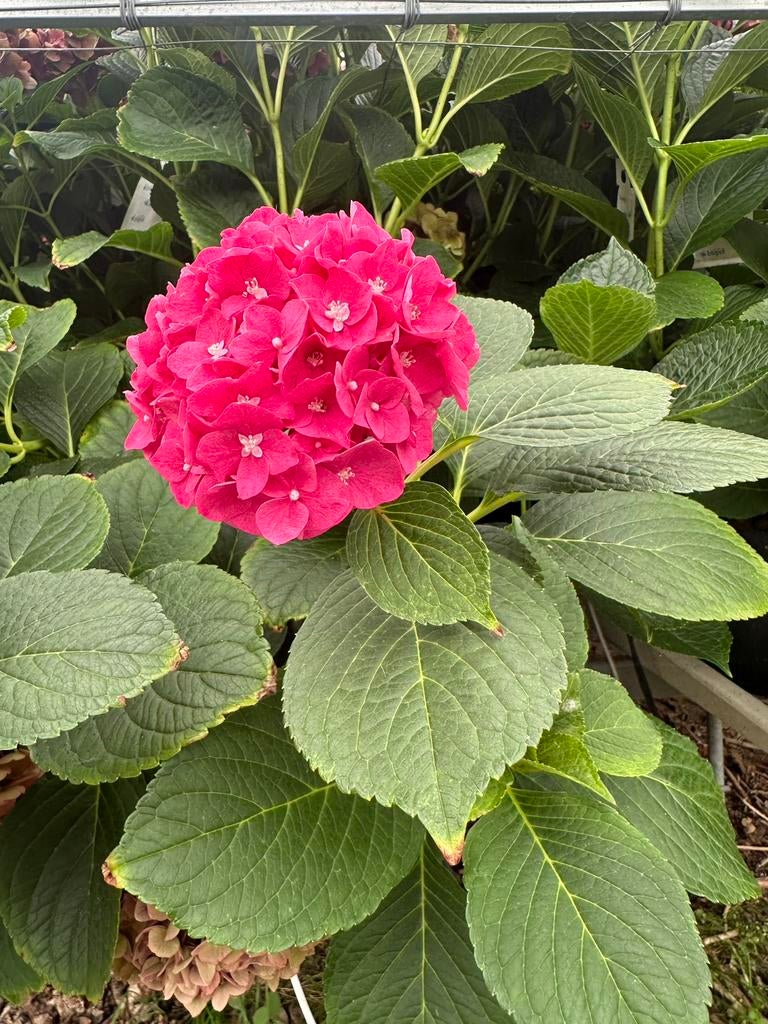 Hortensia  planten ‘Rodeo’ (Rood/Donkeroze), Tuin en Terras, Planten | Tuinplanten, Ophalen, Overige soorten, Halfschaduw