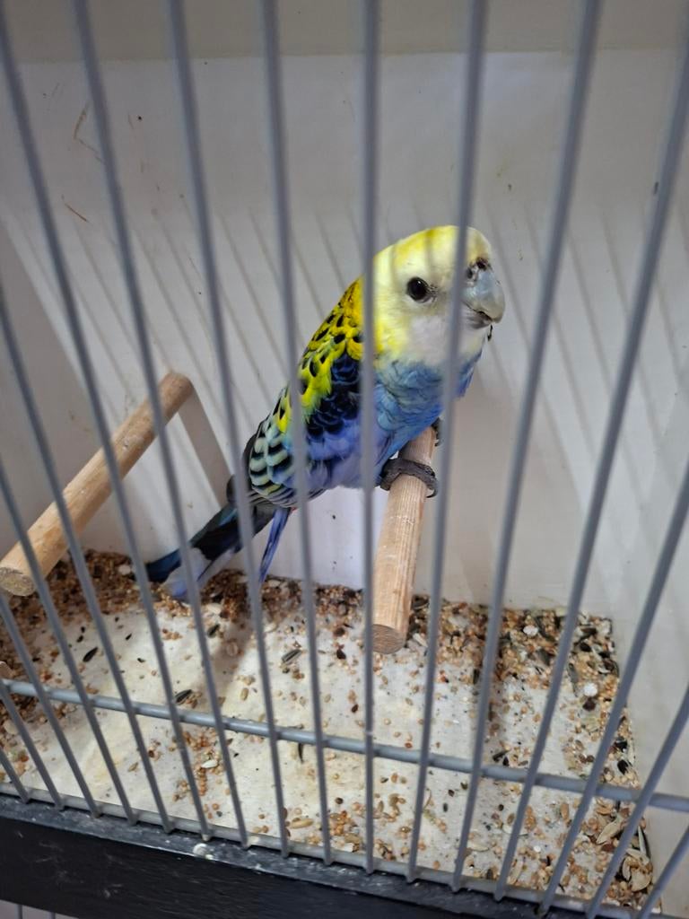 Te koop diverse grote en kleine parkieten, Dieren en Toebehoren, Meerdere dieren, Parkiet